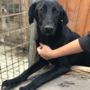 THALIA - auf Pflegestelle in PLZ 6 - vermittelt