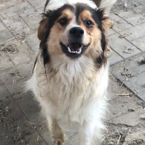 PEPPER - auf Pflegestelle in PLZ 1 *vermittelt*