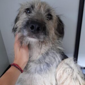 MEGAN - auf Pflegestelle in PLZ 2 *vermittelt*