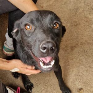 YUMA (♂) - ausgereist zum TST Rösrath (AL)