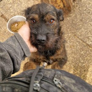 BEATLE - reserviert LS vermittelt