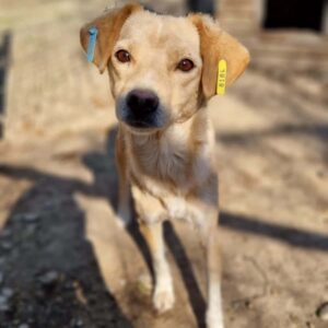 KAREN - völlig abgemagert - reserviert für Tierhilfe Lebenswert vermittelt