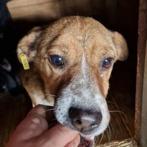 MÄXI - reserviert für Tierhilfe Lebenswert vermittelt