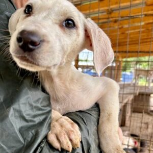 MÖRLE - auf PDR PS im PLZ Bezirk 21 - vermittelt