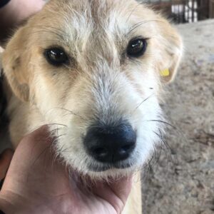 VANILLA - sehr dünn - reserviert TST Rösrath vermittelt