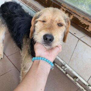 FARRELL - auf Pflegestelle in PLZ 4 vermittelt