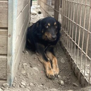 SONI (⚤) - vermisst 04/24