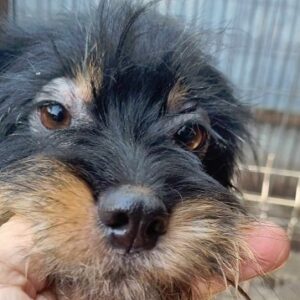 LALE - ausgereist zu PVA