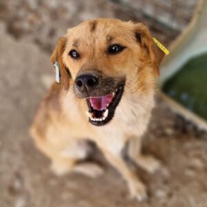 PAMINO - zu dünn - ausgereist zum TST Rösrath