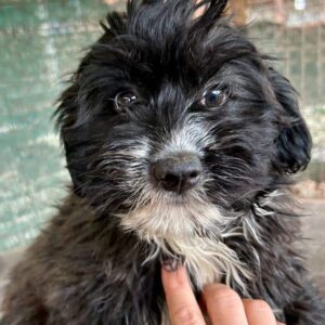 LEONA - vermittelt JW