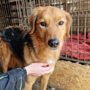 LILIA - viel zu dünn und verzweifelt - reserviert Betty - vermittelt