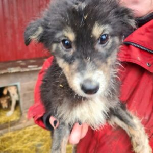 LEWIN - auf Pflegestelle in PLZ 6 *vermittelt*