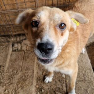 MARISA - reserviert TST Rösrath - vermittelt