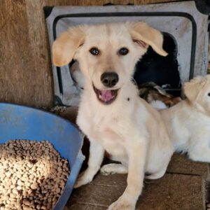 TIPSY - linker Hinterlauf fehlt - reserviert TH Wannigsmühle vermittelt