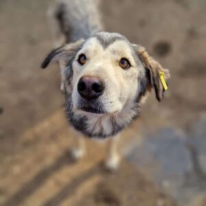 RUSCO - Notfall - Mobbingopfer - kommt nicht an Futter, komplett abgemagert - reserviert Tierhilfe Lebenswert DR 16.10 - vermittelt