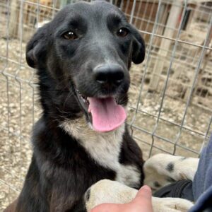 NAYA - auf PDR PS im PLZ Bezirk 97 - vermittelt