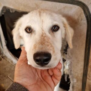 HEIDI - reserviert Hundescheune Fläming vermittelt