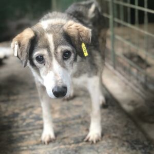 ERNA - auf Pflegestelle in PLZ 8 - vermittelt