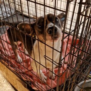 MATTI - reserviert TH Wanningsmühle vermittelt