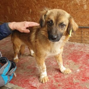 BROOK - ausgereist zum TST Rösrath