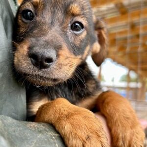 FUCHSIE - vermittelt MD