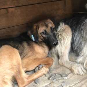 NICKY (⚥) - vermisst 04/24