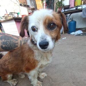 CARAMEL - auf PDR PS im PLZ Bezirk 21 - vermittelt