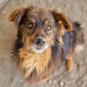 PEPPONE - ausgereist zum TST Rösrath