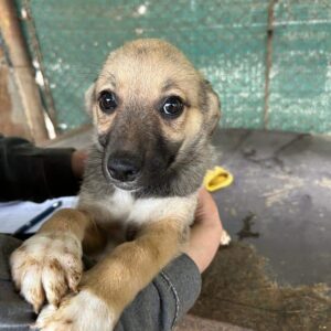 PAULINO - auf PDR PS im PLZ Bezirk 33 - vermittelt