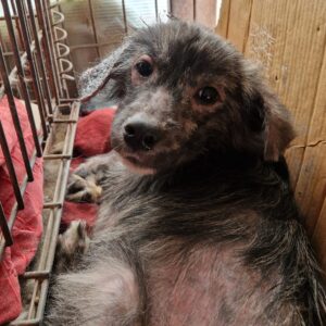 EVIN - starke Hautprobleme, zu dünn - reserviert TINO clinic 05.04.2023 PM - vermittelt