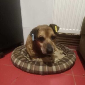 HENNES - reserviert PVA - vermittelt