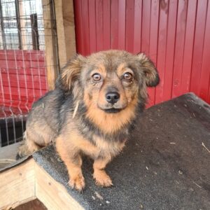 BUSIYA - auf Pflegestelle in PLZ 1 *vermittelt*