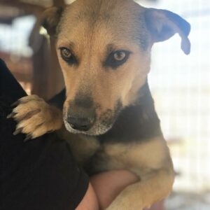 PUMPKINI - reserviert TH Limburg vermittelt