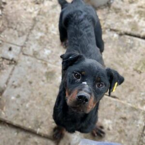 NEWTON - viel zu dünn - reserviert MfTl - vermittelt