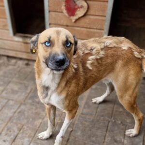 PERU - auf Pflegestelle in PLZ 4 *vermittelt*