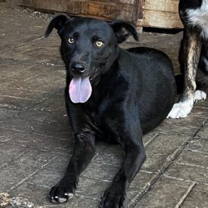 VALERIE - auf PDR PS im PLZ Bezirk 83 - vermittelt