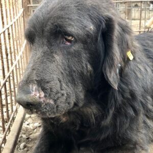 ANTARES - reserviert Manuela - vermittelt