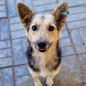 ANGELO - reserviert TH Koblenz vermittelt