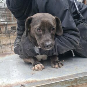 MARUSHA - reserviert Tierhilfe Lebenswert - vermittelt