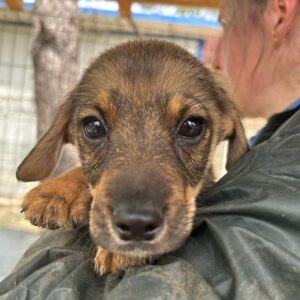 ALFIE - vermittelt MD