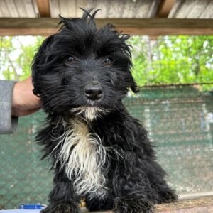 LILITH - vermittelt Alexandra