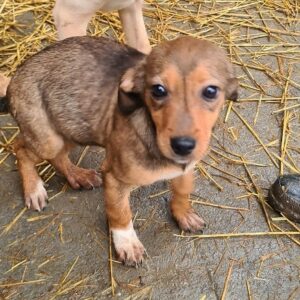 ILEYA - reserviert PVA - vermittelt