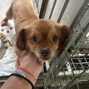 KONFUZIUS - reserviert Tierrettung Grenzenlos e.V. 08.09 vermittelt