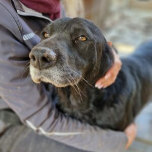 DORO - reserviert Betty vermittelt