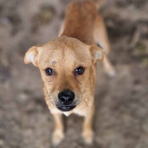 PÖRLI - auf Pflegestelle in PLZ 1 vermittelt