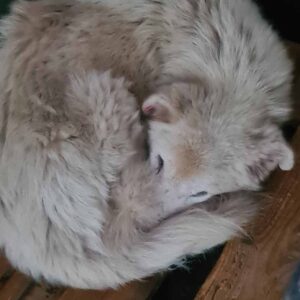 FLUSE - komplett resigniert, apathisch, abgemagert - auf GP PS in PLZ 7 ausgereist - vermittelt