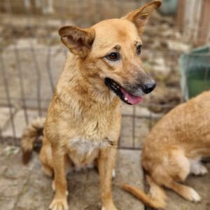 MINY - reserviert TST Rösrath - vermittelt