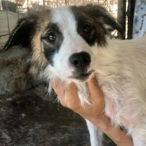 LITTLE BO - schlimme Hautprobleme - ausgereist zu Vierbeiner in Not