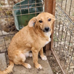 HENNA - auf Pflegestelle in PLZ 1 vermittelt