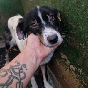 NITAH - seit Monaten im Vetkennel - ausgereist zur Tierhilfe Lebenswert